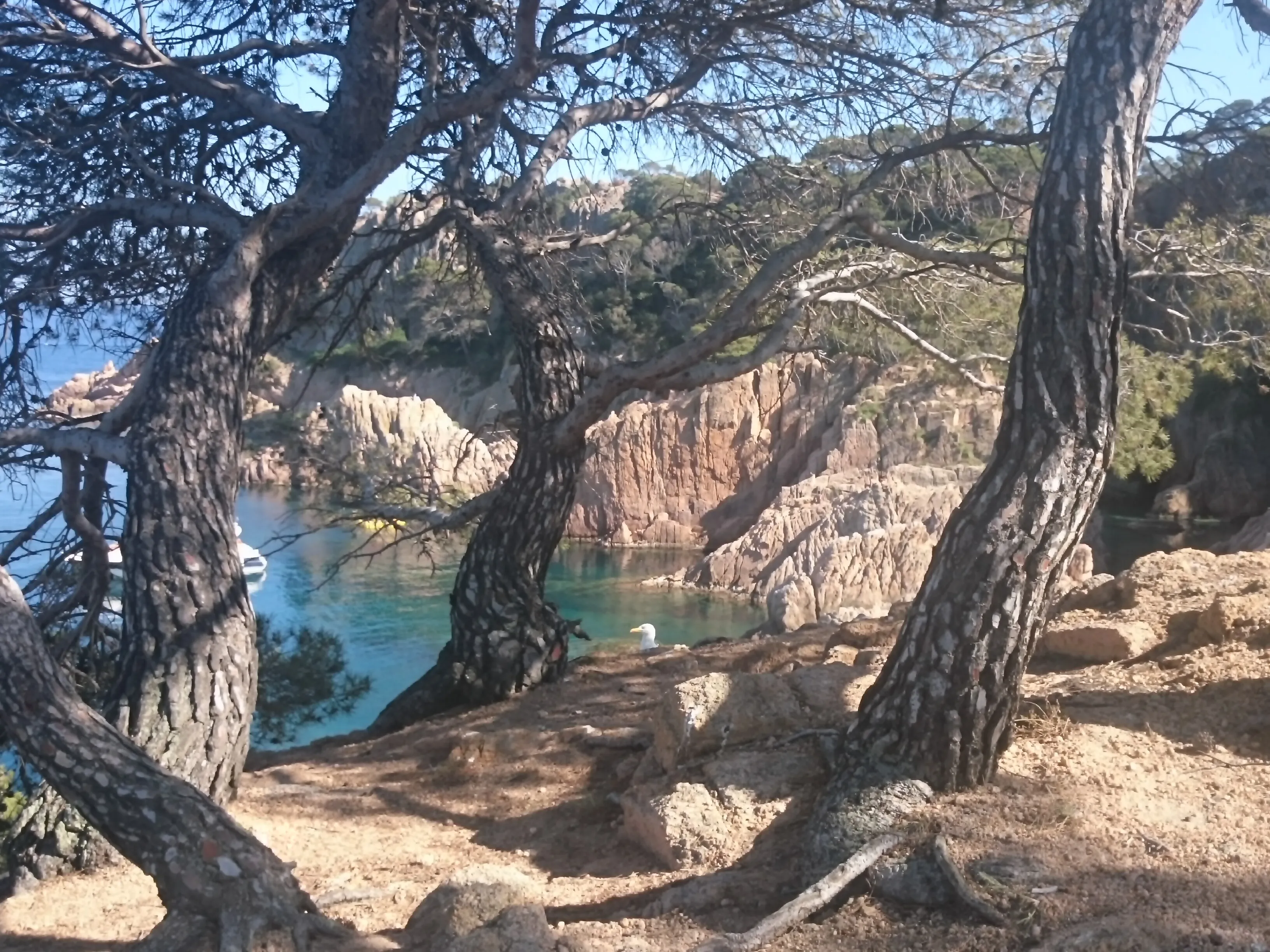 Twisted pine trees frame a view of rocky cliffs and a calm turquoise bay with anchored boats