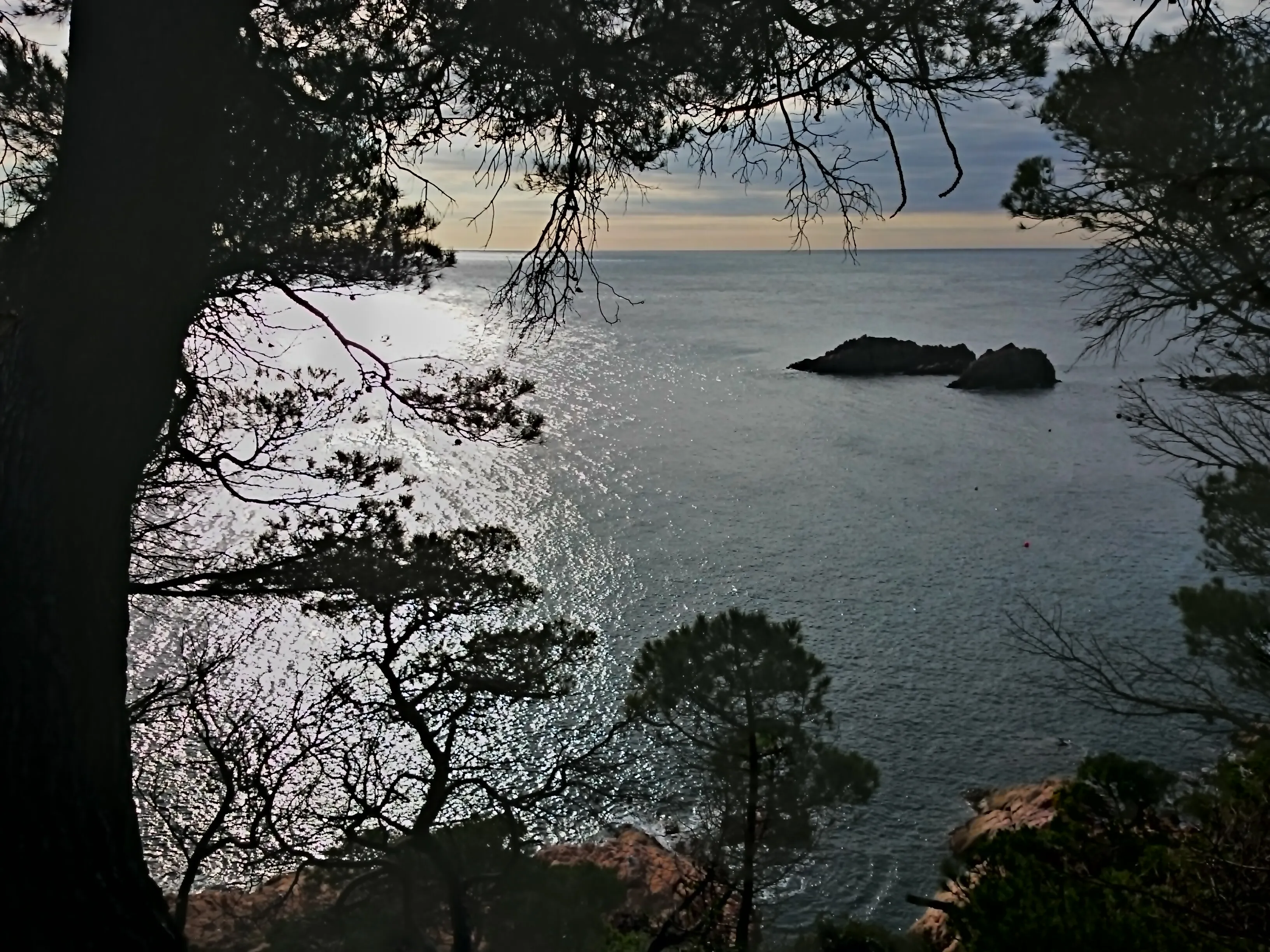 Silhouetted pine trees frame a calm ocean view with distant rock formations under a cloudy sky.